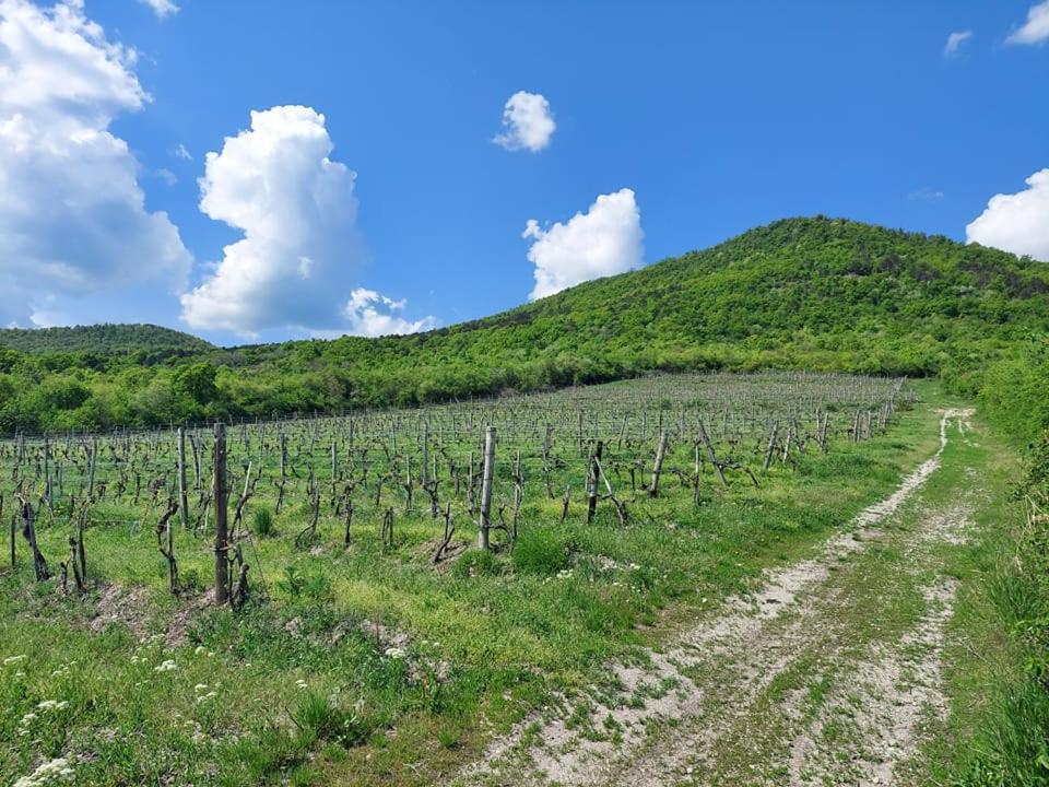 Apartmán Via Tokaj Vendeghaz Sátoraljaújhely Exteriér fotografie